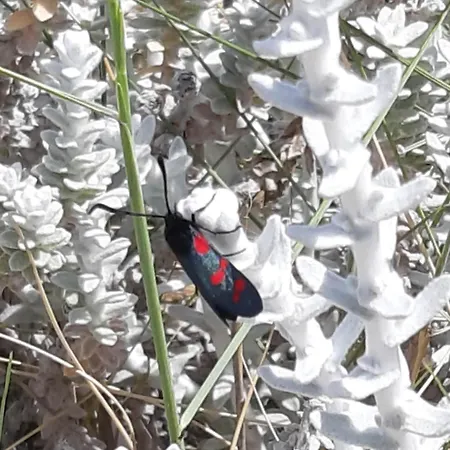 Nicole - Stella Marina 아파트 *