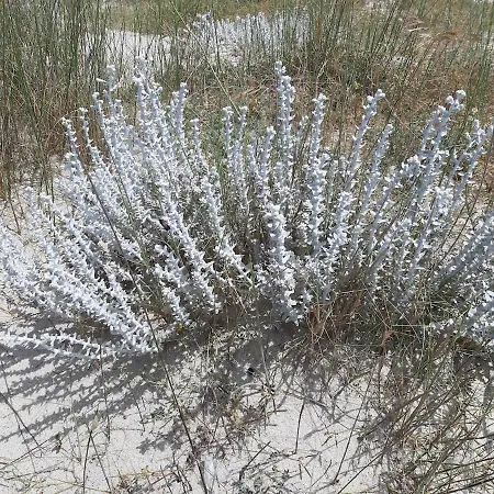 Nicole - Stella Marina Isca Marina