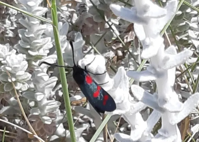 Nicole - Stella Marina 公寓 *