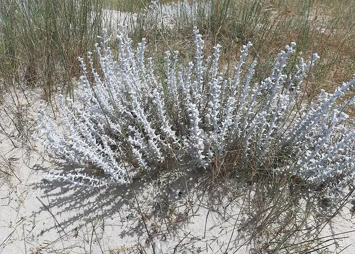 Nicole - Stella Marina Isca Marina